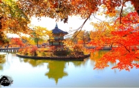5N4Đ - Du lịch Hàn Quốc tháng 11 mùa lá vàng lá đỏ